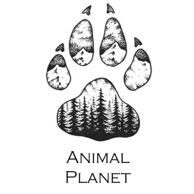 Вы сейчас просматриваете Телеграм канал – Animal Planet