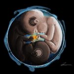 Подробнее о статье Психология эмбриона